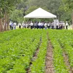 O local escolhido para o experimento foi Sinop, em Mato Grosso, em uma área de 72 hectares | Foto: Fabiano Marques Dourado/Embrapa