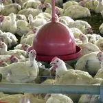 Emergência zoossanitária atinge granja de galinha