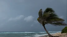 Céu nublado, com árvore envergada pelos ventos