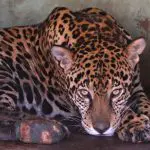 Onça do Pantanal