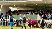Cavalo Caramelo vira atração em feira agro do RS