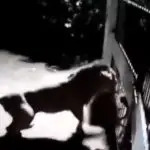 confronto entre leões e cachorros na Índia