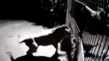 confronto entre leões e cachorros na Índia