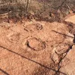 Pegadas de dinossauro inéditas são descobertas na Paraíba | Foto: Laboratório de Palentologia e Paloecologia/UFRN
