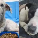Na imagem um cachorro branco ao lado de um porte de ração. E outro malhado, branco e preto, com lesão nos olhos
