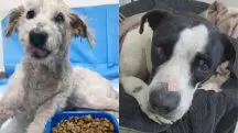 Na imagem um cachorro branco ao lado de um porte de ração. E outro malhado, branco e preto, com lesão nos olhos