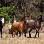 Brasil tem um dos maiores rebanhos de equinos na América Latina | Foto: Wenderson Araujo/CNA