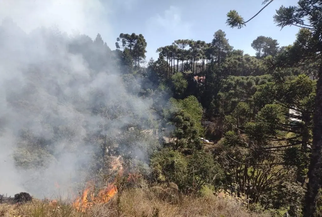 Céu azul, fumaça e fogo em árvores