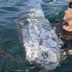 Peixe foi encontrado em praia da California | Foto: Reprodução/X/Twitter