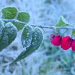 Inverno muda a paisagem da região serrana de Santa Catarina | Mycchel Legnaghi/Divulgação/@saojoaquimonline.com