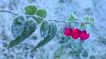 Inverno muda a paisagem da região serrana de Santa Catarina | Mycchel Legnaghi/Divulgação/@saojoaquimonline.com