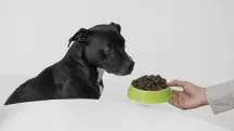 Cachorro se alimentando, em alusão à nota sobre a Dona da Sadia que reformula diretoria para alimentos a animais de estimação