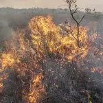 O país vive uma seca histórica, com a pior estiagem em 44 anos | Foto: Mayangdi Inzaulgarat/Ibama