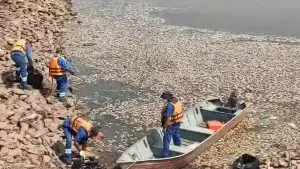 O fenômeno vem sendo observado também em outros reservatórios e rios, como o Rio Pinheiros e o lago do Parque Ibirapuera | Foto: Reprodução/TV Bandeirantes