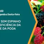 A amoreira é assunto em A Força do Agro | Foto: Divulgação/Revista Oeste