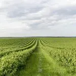O crescimento das exportações do agronegócio brasileiro se deve ao aumento das vendas para países como Filipinas, Japão, Chile e Singapura | Foto: Reprodução/Freepik
