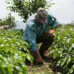 Diante da importância do agronegócio para o desenvolvimento do Brasil, a sucessão familiar é essencial para a continuidade do agronegócio | Foto: Reprodução/Pexels