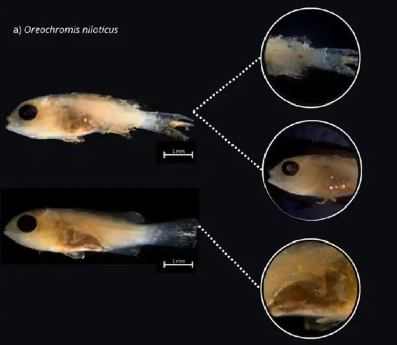 Imagem mostra alterações na viabilidade das larvas de peixes | Foto: PMBA/Fest