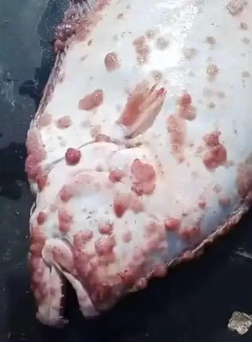Imagem de um dos peixes machucados | Foto: Divulgação/Arquivo pessoal
