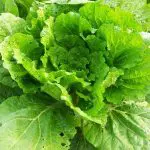 Estudos comprovam que o consumo diário de folhosos verdes ajuda na prevenção de anemia, osteoporose, cardiopatia, diabetes e até câncer | Foto: Reprodução/PXHere