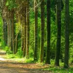 Floresta de Bebedouro