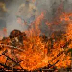 Amazônia registra recorde de queimadas para o mês de agosto em 14 anos