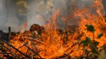 Amazônia registra recorde de queimadas para o mês de agosto em 14 anos