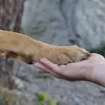 Pata de cachorro na mão de um humano, representando a pensão paga para o animal