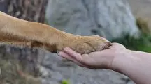 Pata de cachorro na mão de um humano, representando a pensão paga para o animal