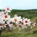 Nesta primavera, espera-se um retorno gradual das chuvas nos Estados de Mato Grosso e Mato Grosso do Sul (Região Centro-Oeste) | Foto: Reprodução/Pexels