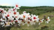 Nesta primavera, espera-se um retorno gradual das chuvas nos Estados de Mato Grosso e Mato Grosso do Sul (Região Centro-Oeste) | Foto: Reprodução/Pexels