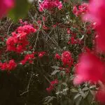 As ruas ficam mais bonitas, os campos e parques mais coloridos | Foto: Reprodução/Pexels