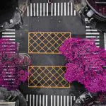 Ipê-rosa mostra a chegada da primavera na Avenida José Paulino, em Paulínia (SP) | Foto: Divulgação/Paulínia Vista de Cima