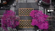 Ipê-rosa mostra a chegada da primavera na Avenida José Paulino, em Paulínia (SP) | Foto: Divulgação/Paulínia Vista de Cima