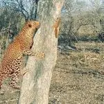 Surpreendentemente, o esquilo não fugiu, mas decidiu encarar seu possível predador | Foto: Reprodução/Latest Sightings