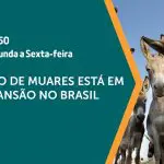 a força do agro - 23082024