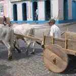 Carreiro guia carro de boi, em Cetité (BA) | Foto: André Koehne/Wikimedia