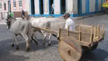 Carreiro guia carro de boi, em Cetité (BA) | Foto: André Koehne/Wikimedia