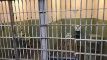 Presídio CV e PCC 25 Estados