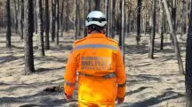 A floresta da Faber-Castell existe há quase quarenta anos e tem um total de 4,5 milhões de árvores | Foto: Reprodução/Corpo de Bombeiros de Minas Gerais