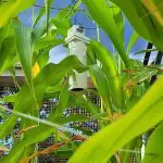 embrapa - inteligência artificial - a força do agro