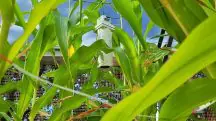 embrapa - inteligência artificial - a força do agro