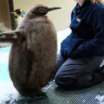 pesto pinguim