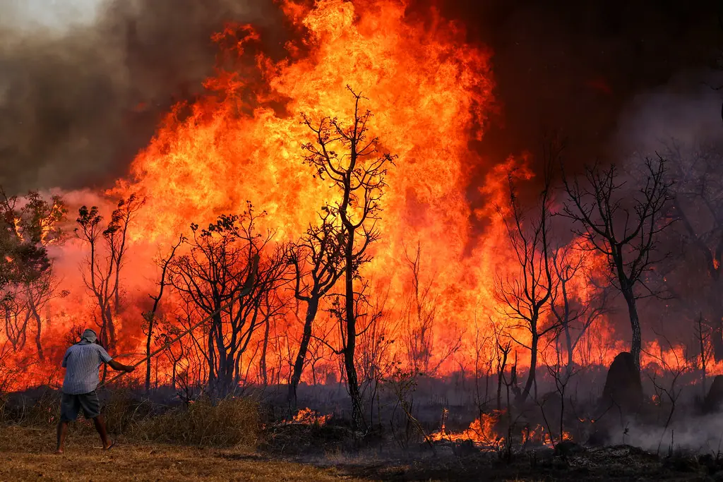 Queimadas atingiram diversas áreas do país em 2024 | Foto: Divulgação/EBC