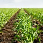 Em A Força do Agro desta quinta-feira, 17, o espectador vai saber um pouco mais da história da agricultura | Foto: Reprodução/PXHere