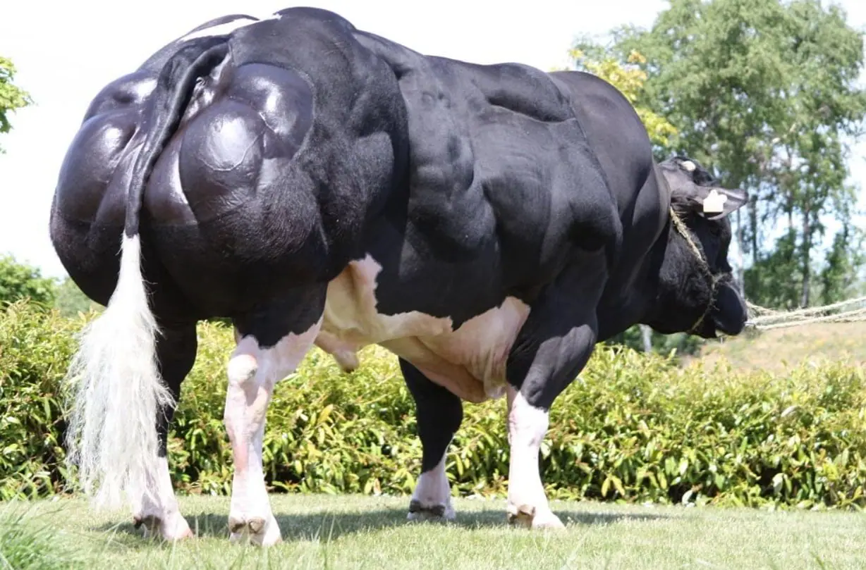 Essa característica permite que os Belgian Blues tenham até 20% mais massa muscular do que outras raças de boi | Foto: Divulgação/Belgian Blue Group