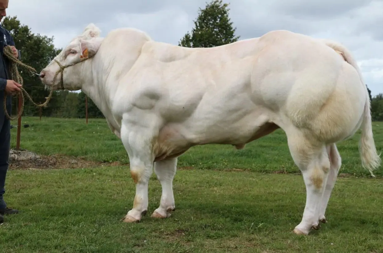 O surgimento da raça começou no século 20, com criadores que gostariam de aumentar o desenvolvimento muscular através de cruzamentos seletivos | Foto: Divulgação/Belgian Blue Group