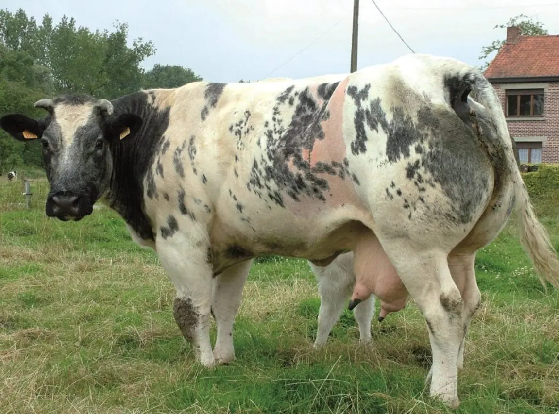 Com seu desenvolvimento muscular incomparável e adaptabilidade notável, o Belgian Blue continua a ganhar popularidade entre os criadores | Foto: Divulgação/Belgian Blue Group