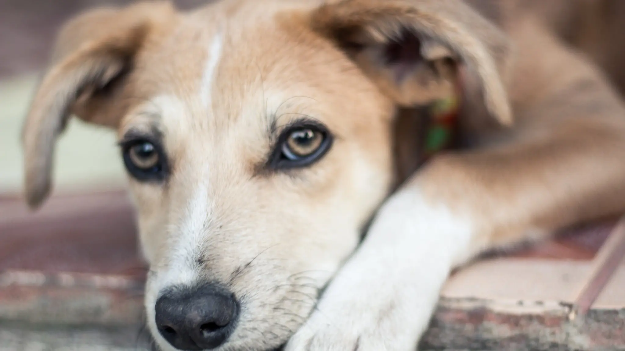 O papel dos cães de serviço é cada vez mais valorizado na sociedade atual | Foto: Reprodução/Flickr