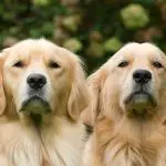 O estudo analisou o comportamento de cães da raça golden retrievers | Foto: Wirestock/Freepik